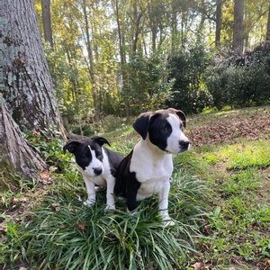 Meet your Posher, Dee